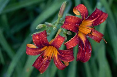 Güzel botanik fotoğrafı, doğal duvar kağıdı.