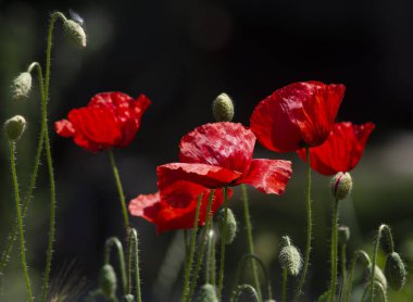 Bahçede güzel kırmızı gelincik çiçekleri