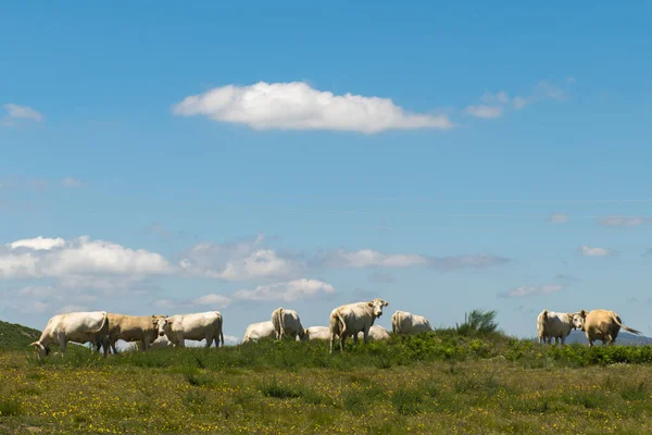 Kor Som Betar Den Gröna Ängen — Stockfoto