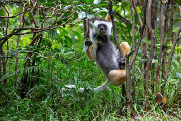 Jedna Sifaka Lemur Lesie Deszczowym Madagaskarze — Zdjęcie stockowe