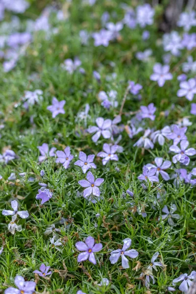 Schöne Blumen Garten — Stockfoto