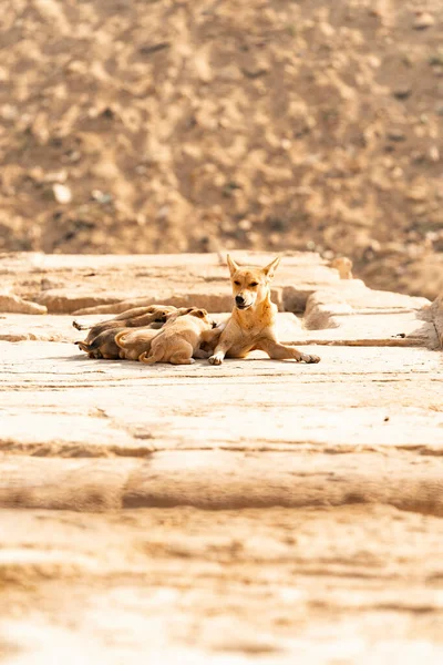 Молодий Кенгуру Їсть Маленького Собаку Пустелі — стокове фото