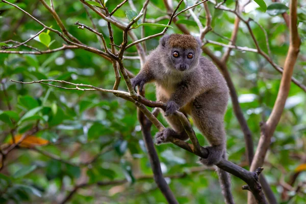 Ağaçtaki Komik Bambu Lemurları Ziyaretçileri Izliyor — Stok fotoğraf