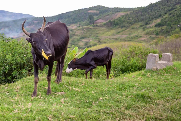 Ganado Zebú Pasto Isla Madagascar — Foto de Stock