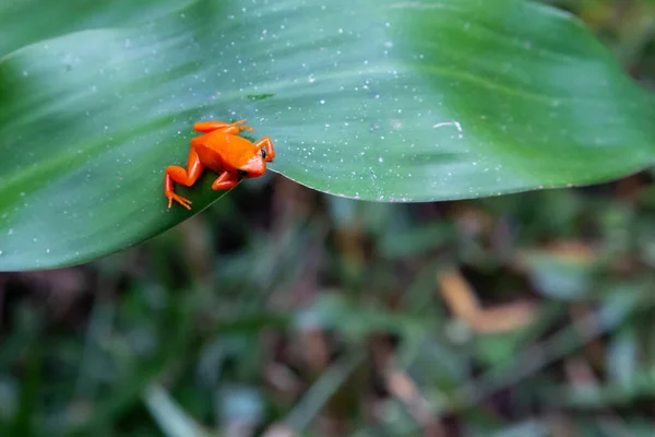 Een Kleine Oranje Kikker Een Groen Blad — Stockfoto