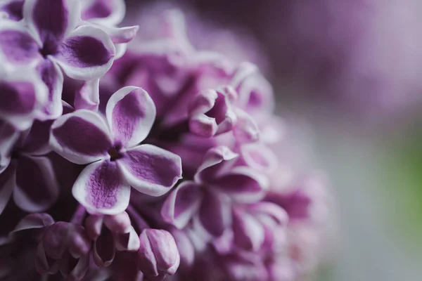 Красивые Сиреневые Цветы Темном Фоне — стоковое фото