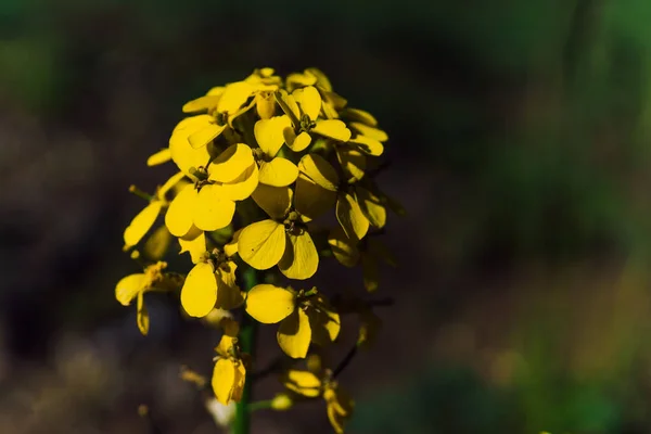 花园里的黄色花朵 以大自然为背景 — 图库照片