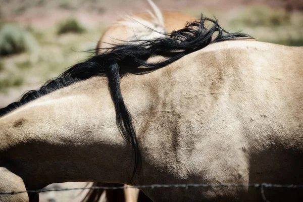 Primer Plano Hermoso Caballo — Foto de Stock