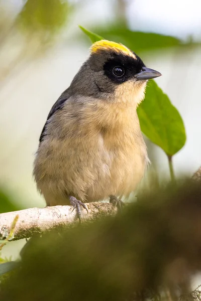Beautiful Brown Yellow Black Bird Atlantic Rainforest Vegetation Serrinha Alambari — Stock Photo, Image