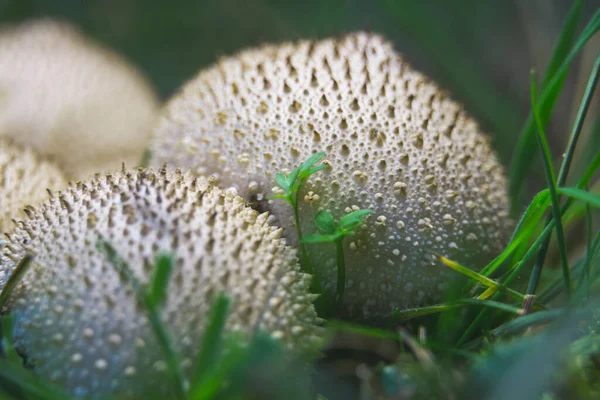 Set Van Witte Kleine Paddenstoelen — Stockfoto