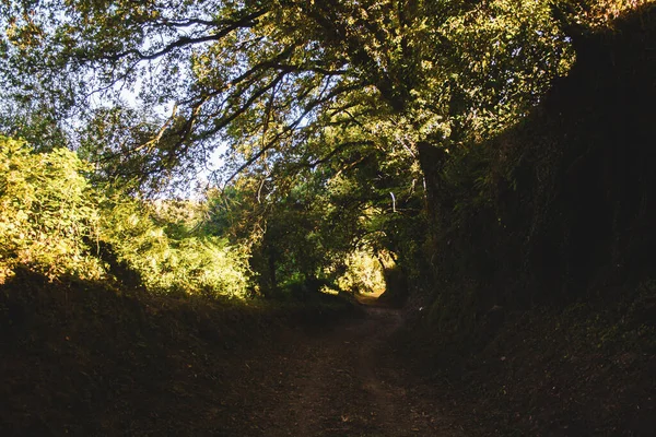 Hermosa Vista Del Bosque —  Fotos de Stock