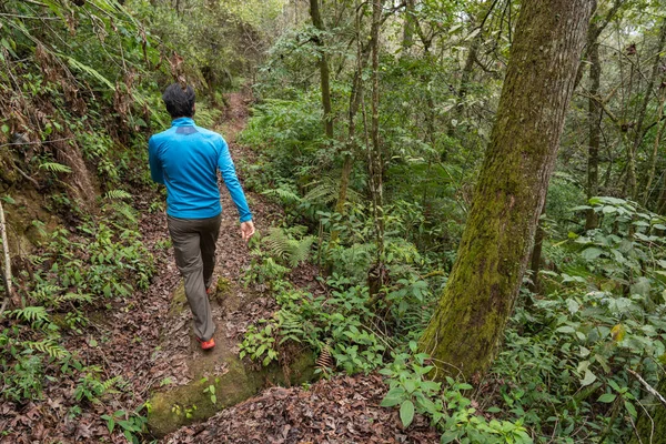 One Man Hiking Trail Dense Forest Ahila — Stock Photo, Image