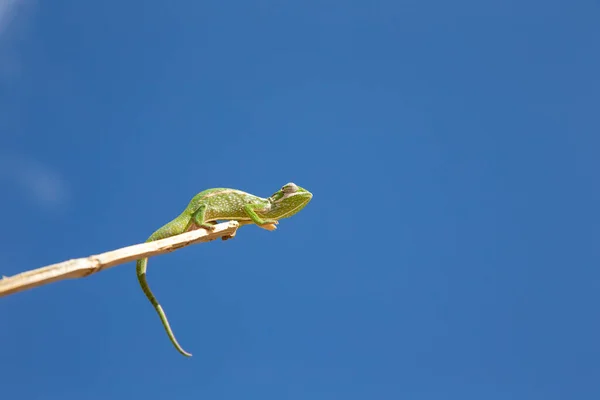 Camaleão Colorido Ramo Uma Árvore — Fotografia de Stock