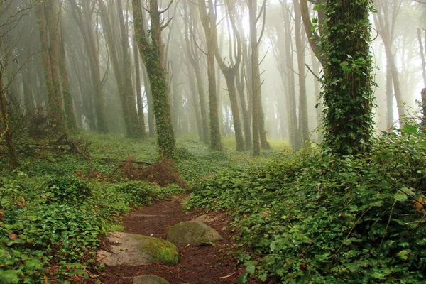 Hermoso Bosque Por Mañana —  Fotos de Stock