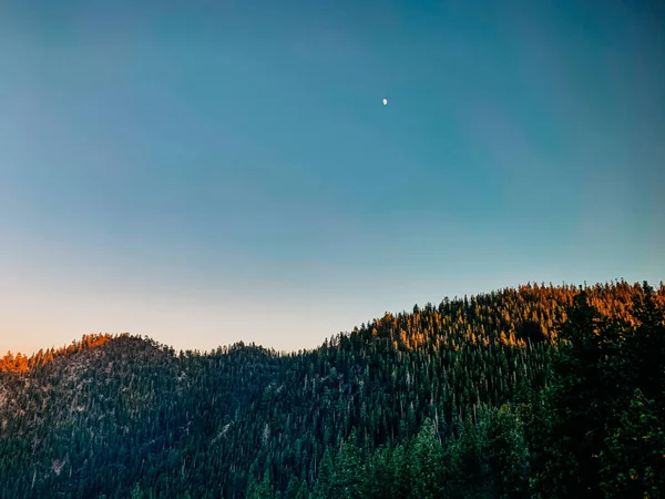 Hermoso Paisaje Con Árbol Bosque —  Fotos de Stock