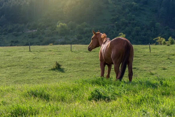 夏の日の出に田舎の馬は — ストック写真