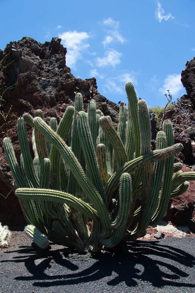 Kaktus Der Wüste — Stockfoto