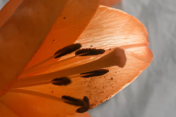 Lilja Orange Blommor Grön Bakgrund — Stockfoto