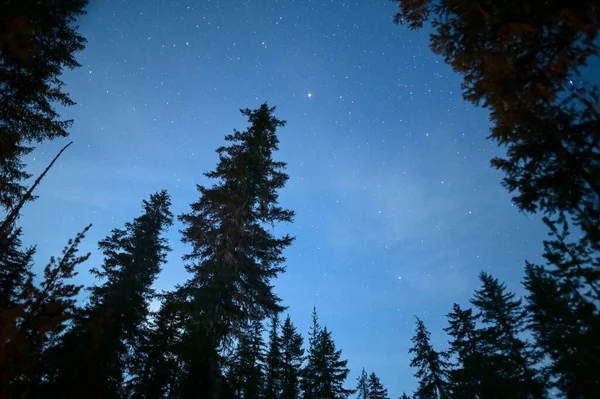 美丽的夜空 点缀着繁星和冷杉 — 图库照片