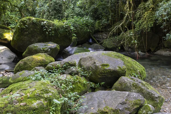 Belo Rio Floresta Tropical Cristalina Com Lodo Verde Sobre Rochas — Fotografia de Stock