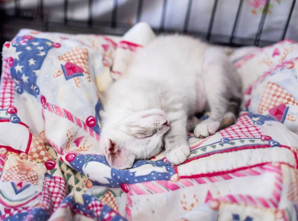 침대에서 귀여운 고양이 — 스톡 사진