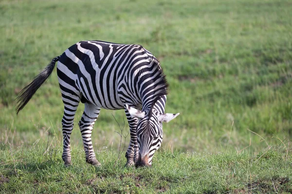 Uma Zebra Paisagem Verde Parque Nacional Keny — Fotografia de Stock