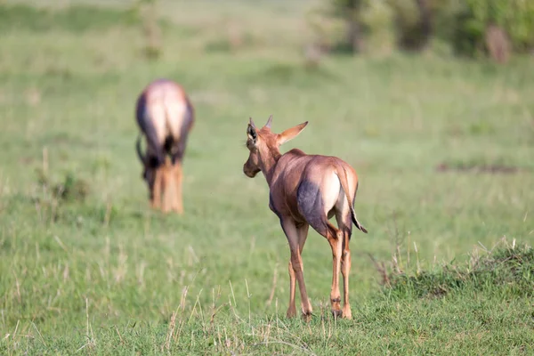 Antilope Topi Dans Savane Kenyane Milieu Paysage Herbeux — Photo