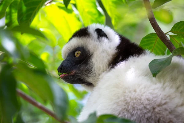 Een Zwart Witte Maki Zit Kroon Van Een Boom Vari — Stockfoto