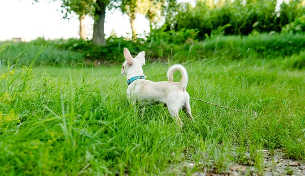 Chihuahua Chihuahua Chiot Blanc Marchant Sur Une Prairie Verte — Photo