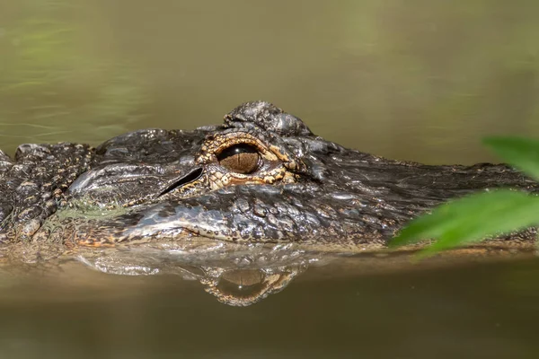 Krokodil Vízben — Stock Fotó