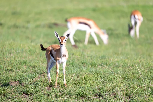 Gazelas Thomson Meio Uma Paisagem Gramada Savana Queniana — Fotografia de Stock