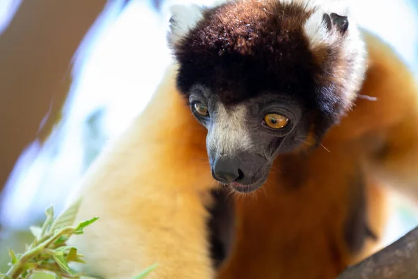 Lémur Sifaka Que Puesto Cómodo Copa Del Árbol — Foto de Stock