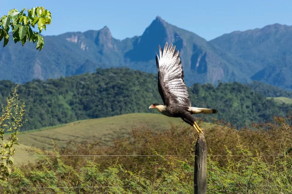 Jižní Caracara Hawk Vzlétá Venkovského Plotu Zelenou Horskou Krajinou Vzadu — Stock fotografie