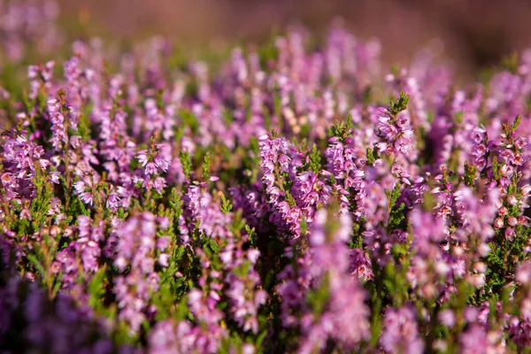 Heather Haworth Moor Çiçek Açan Bitkinin Yakın Plan Görüntüsü — Stok fotoğraf