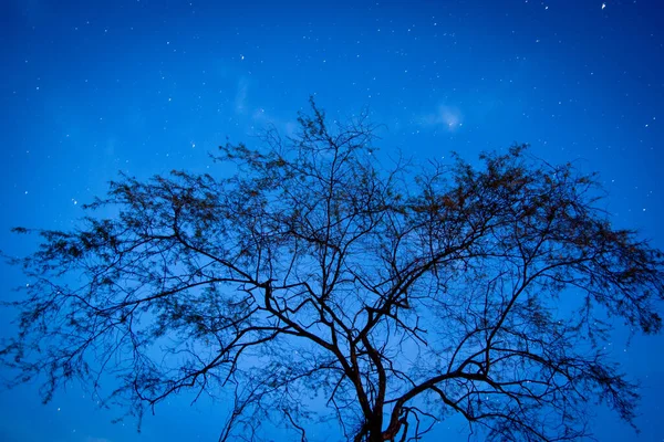 Belo Céu Noturno Com Árvores Galhos — Fotografia de Stock