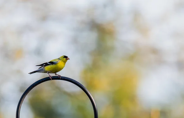 Oiseau Est Assis Sur Une Branche Arbre Dans Forêt — Photo