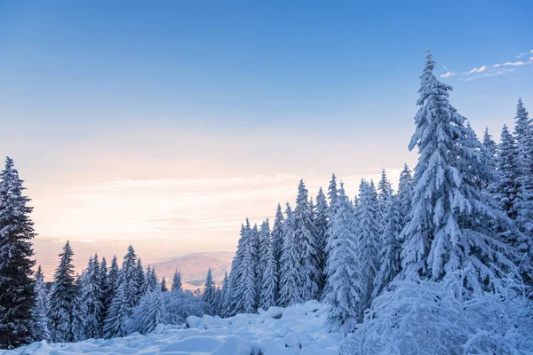 Χιονισμένο Τοπίο Ηλιοβασίλεμα Παγωμένα Δέντρα Χειμώνα Στη Βουλγαρία — Φωτογραφία Αρχείου