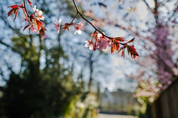 Mooie Lentebloemen Tuin — Stockfoto