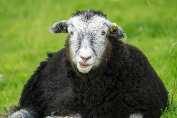 Herdwick Lamb Sdraiato Nel Calore Una Giornata Estiva Guarda Dritto — Foto Stock