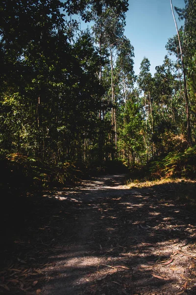 Vacker Utsikt Över Skogen — Stockfoto