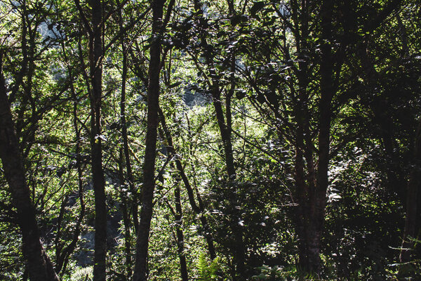 green trees in the forest