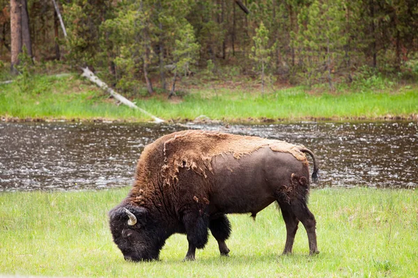 Bison Dans Parc National Yellowstone Wyoming — Photo