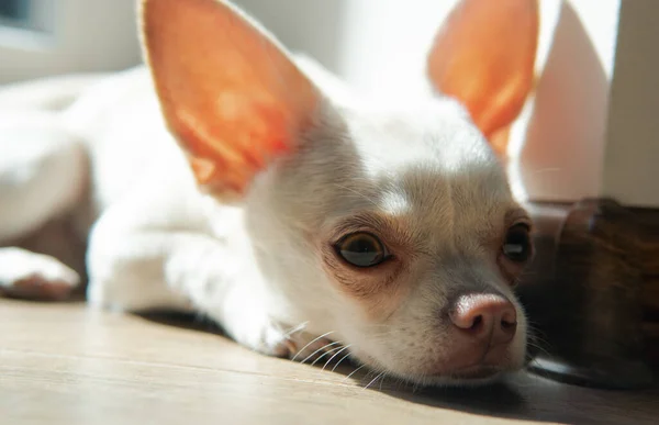 Chihuahua Pes Štěně Bílé Barvy Chůze Péče Domácí Psy — Stock fotografie