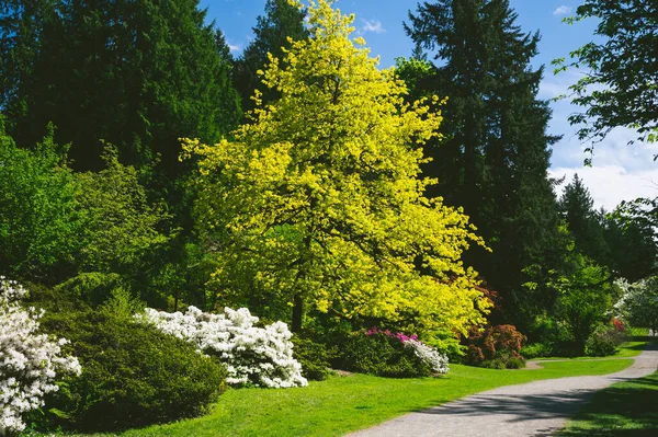 Prachtig Voorjaarslandschap Met Bomen Groen Gras — Stockfoto