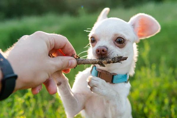 Weißer Welpe Chihuahua Hund Beim Gassigehen Auf Einer Grünen Wiese — Stockfoto