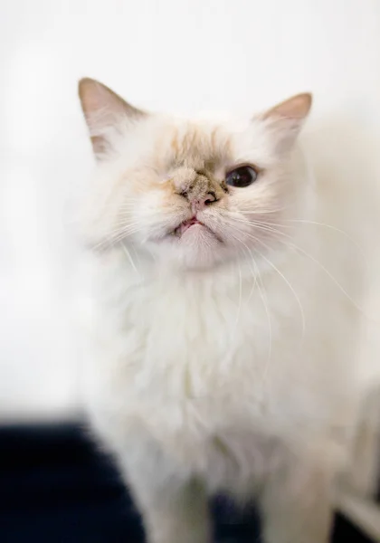 Witte Kat Met Een Mooie Ogen — Stockfoto