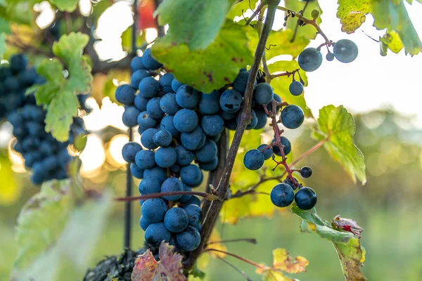 Egy Rakás Érett Szőlő Egy Farmról Naplementekor Háttérben Horizonton Bor — Stock Fotó