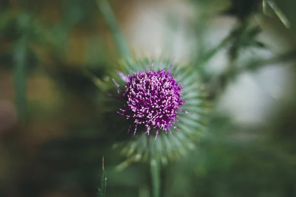 Krásné Květiny Zahradě — Stock fotografie