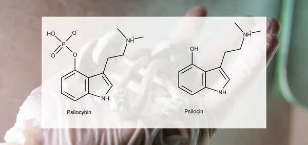 Die Medizinischen Auswirkungen Von Psilocybin Und Psilocin Auf Die Psychische — Stockfoto