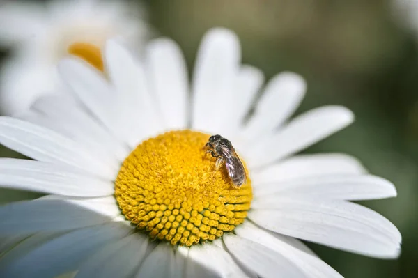 Kamille Abendlicht Nahaufnahme Wilder Garten — Stockfoto